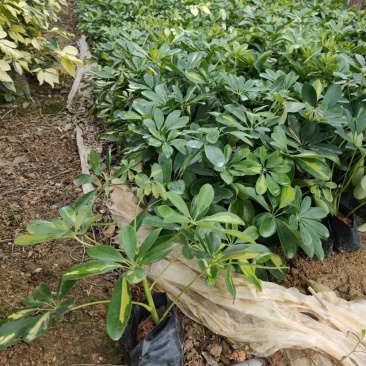 漳州基地大量供应花叶鸭脚木