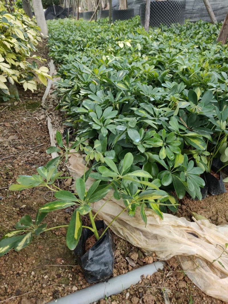 漳州基地大量供应花叶鸭脚木
