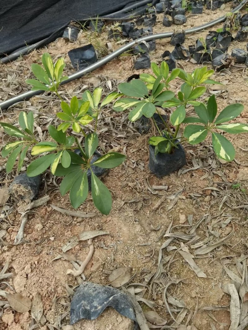漳州基地大量供应花叶鸭脚木