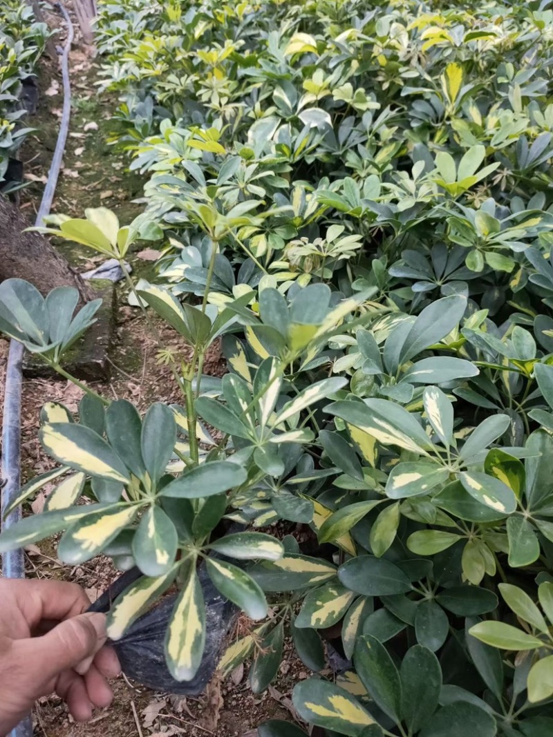 漳州基地大量供应花叶鸭脚木