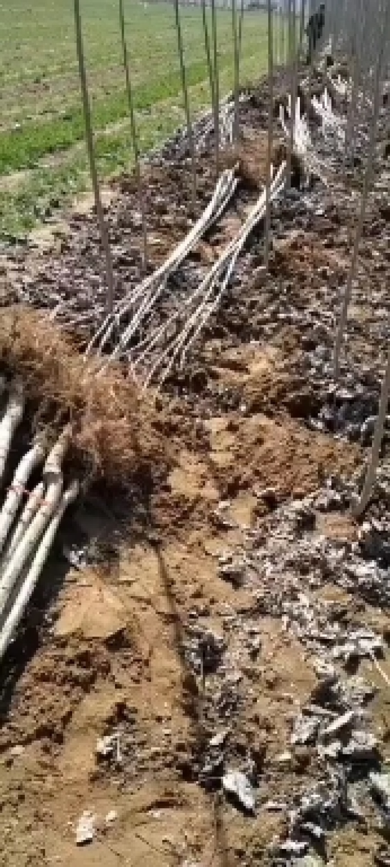 107杨树苗抗旱耐涝病虫害少，长势旺落叶晚生长周期长。