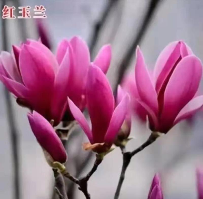 娇红一号玉兰树【嫁接】速生生长速度快适合南方北方种植