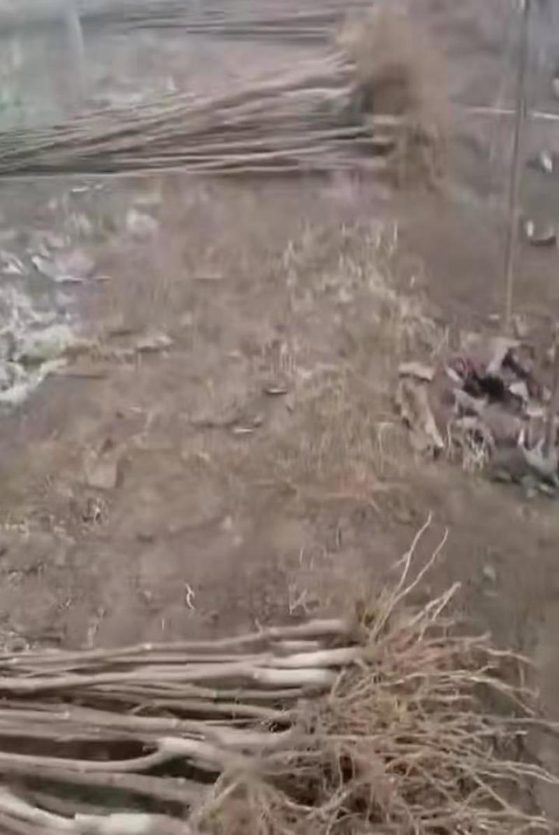 娇红一号玉兰树【嫁接】速生生长速度快适合南方北方种植