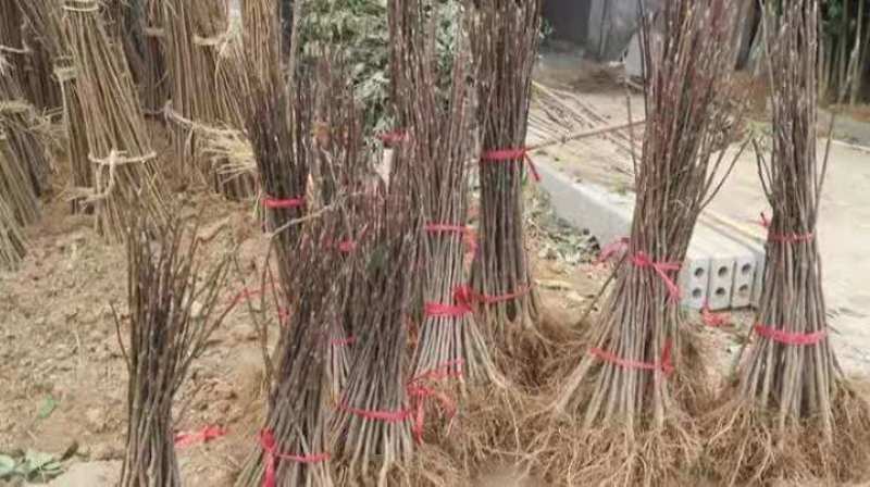 娇红一号玉兰树【嫁接】速生生长速度快适合南方北方种植