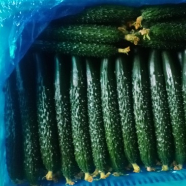 密刺油量精品短把黄瓜