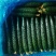 密刺油量精品短把黄瓜