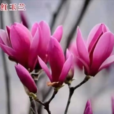 娇红一号玉兰苗【嫁接】速生生长速度快适合南方北方种植