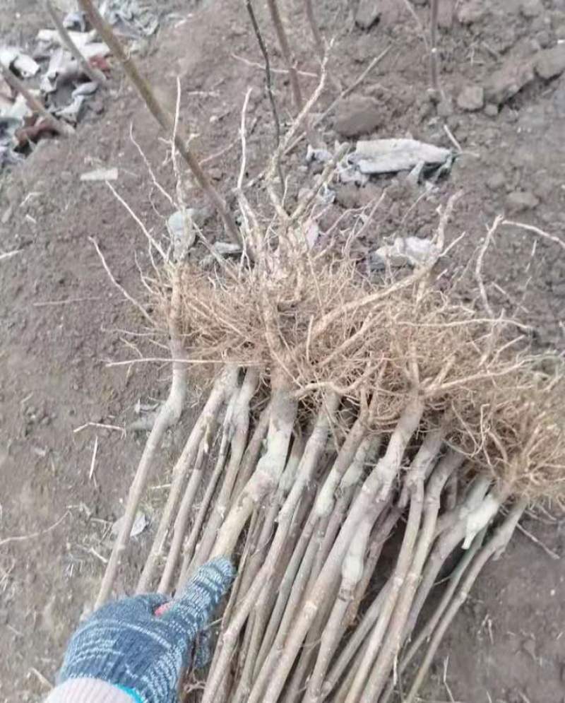 娇红一号玉兰苗【嫁接】速生生长速度快适合南方北方种植