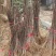 娇红一号玉兰苗【嫁接】速生生长速度快适合南方北方种植