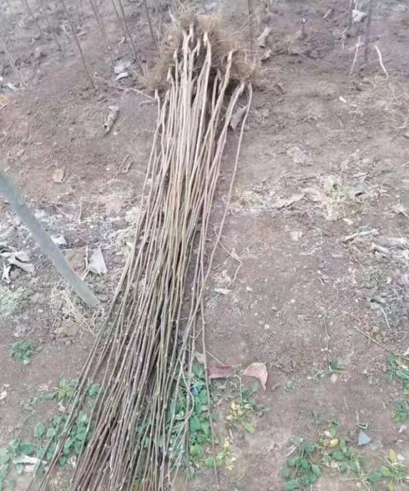 娇红一号玉兰苗【嫁接】速生生长速度快适合南方北方种植