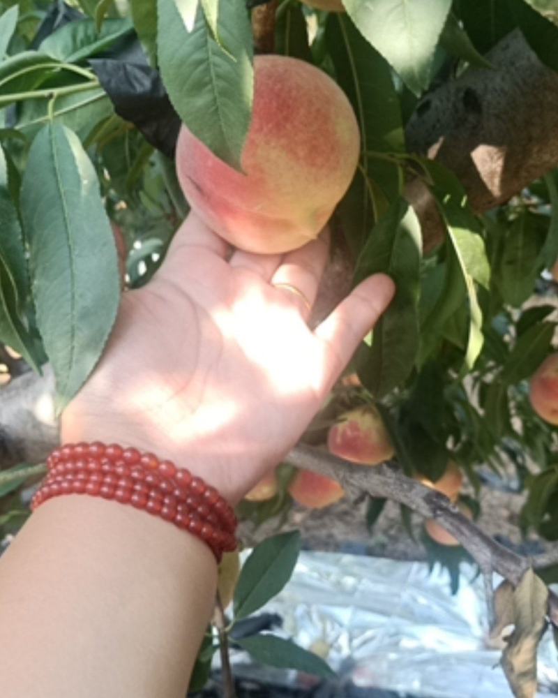 桃树苗金秋红蜜眼熟水蜜桃桃树苗嫁接桃树苗桃树原生苗