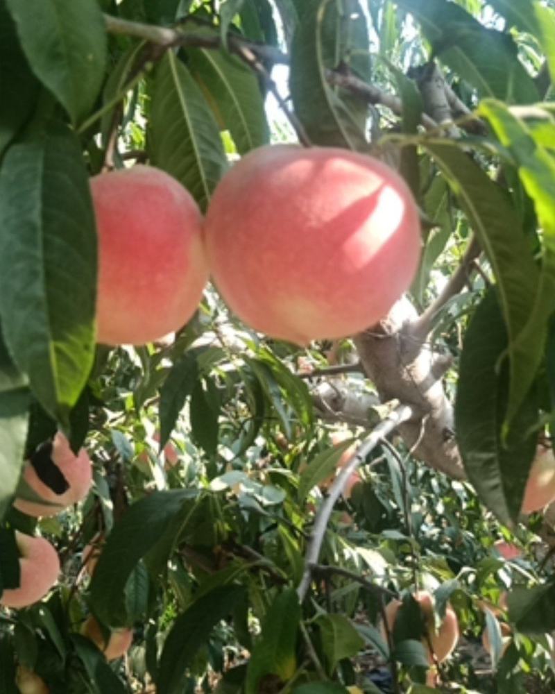 桃树苗金秋红蜜眼熟水蜜桃桃树苗嫁接桃树苗桃树原生苗
