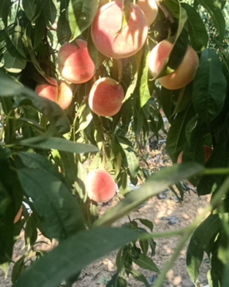 桃树苗金秋红蜜眼熟水蜜桃桃树苗嫁接桃树苗桃树原生苗
