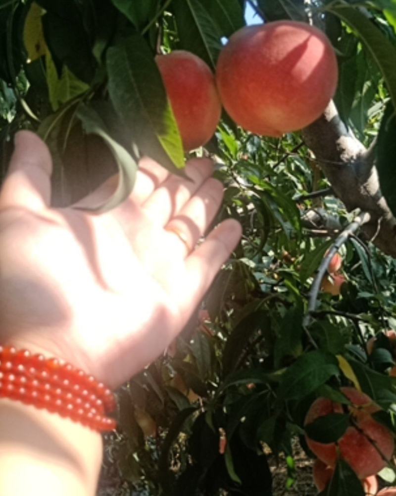 桃树苗金秋红蜜眼熟水蜜桃桃树苗嫁接桃树苗桃树原生苗