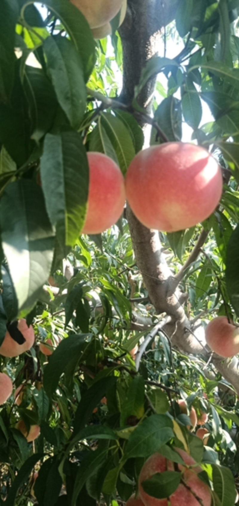 桃树苗金秋红蜜眼熟水蜜桃桃树苗嫁接桃树苗桃树原生苗