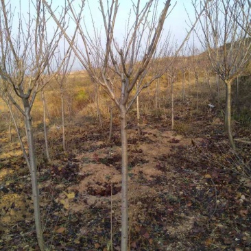 3公分樱花3公分一级晚樱，樱花树3到5公分，6到20