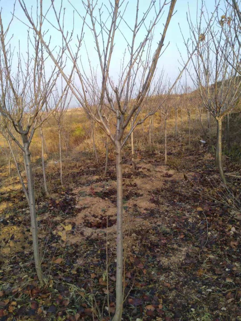 3公分樱花3公分一级晚樱，樱花树3到5公分，6到20