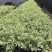 花叶女贞，漳州基地大量供应花叶女贞