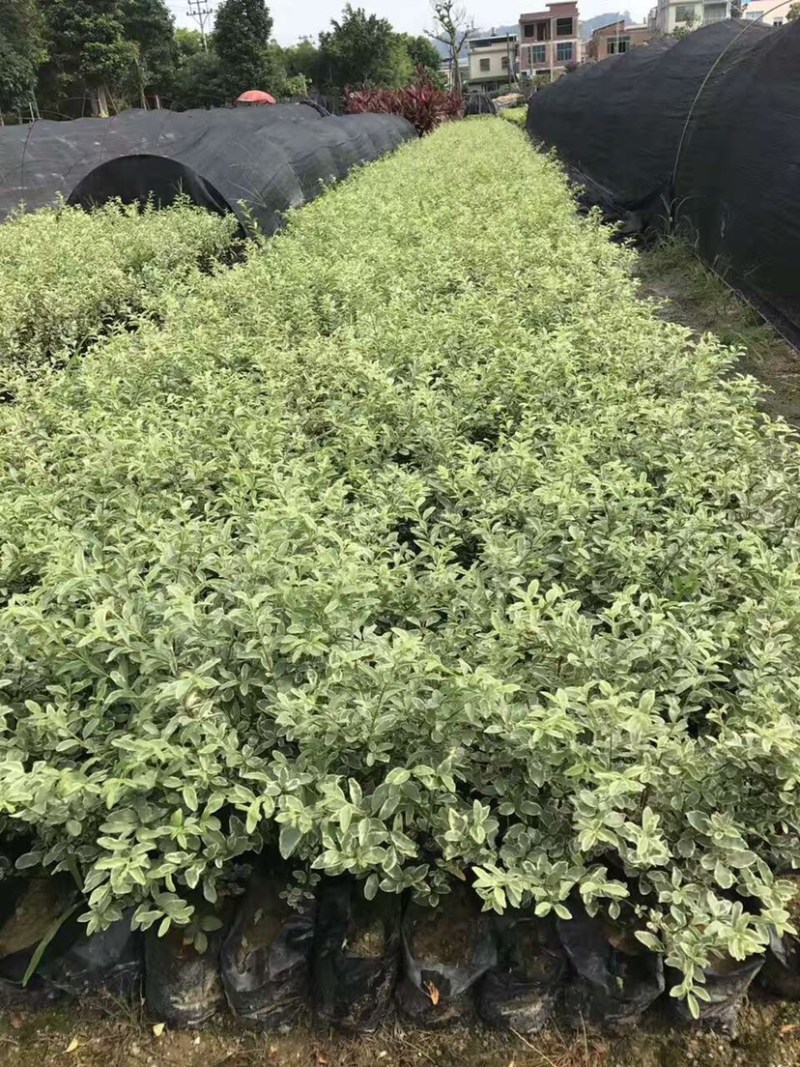 花叶女贞，漳州基地大量供应花叶女贞