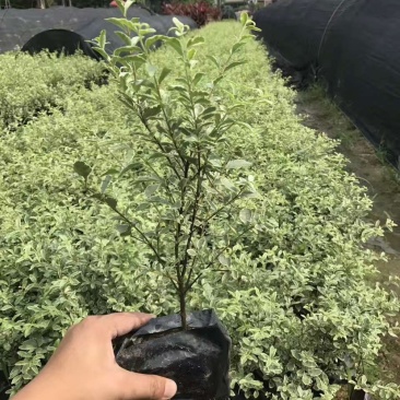花叶女贞，漳州基地大量供应花叶女贞