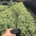 花叶女贞，漳州基地大量供应花叶女贞