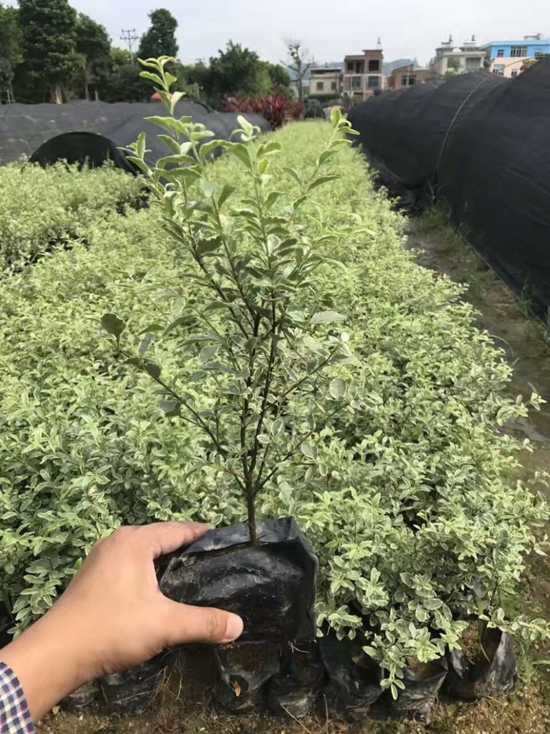 花叶女贞，漳州基地大量供应花叶女贞