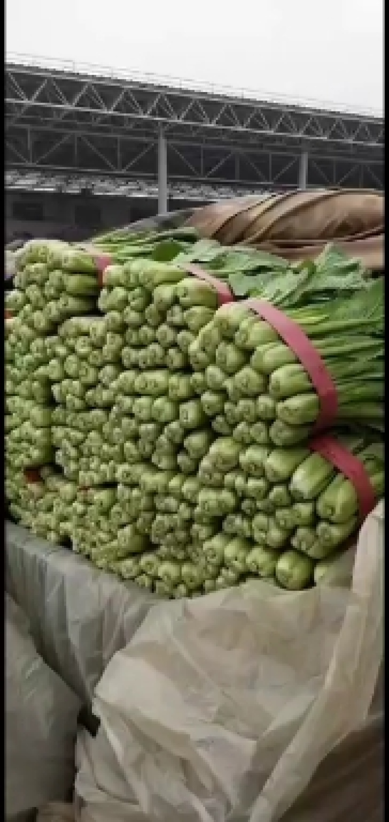 精品小白菜，质量好，产地直销，保质保量