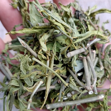 忧遁草，鳄嘴，黎王草
