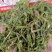 忧遁草，鳄嘴，黎王草