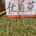 忧遁草，鳄嘴，黎王草
