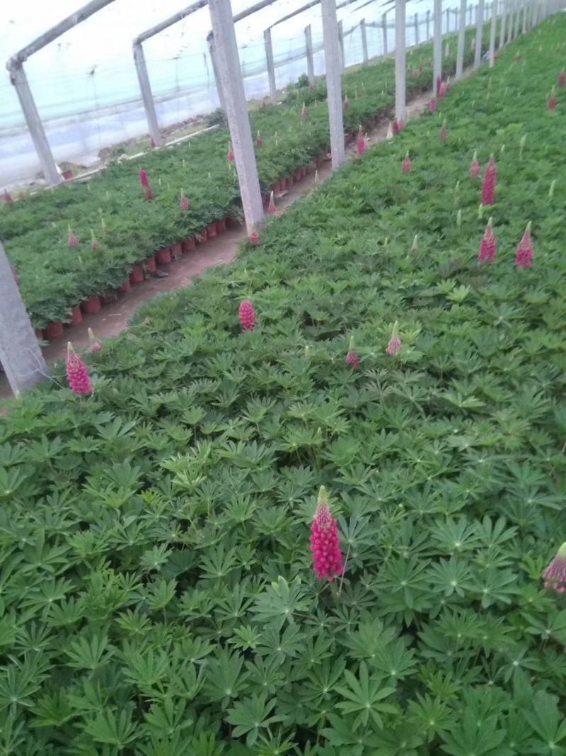羽扇豆，羽山豆鲁冰花基地直销，常年供应各种绿化苗木