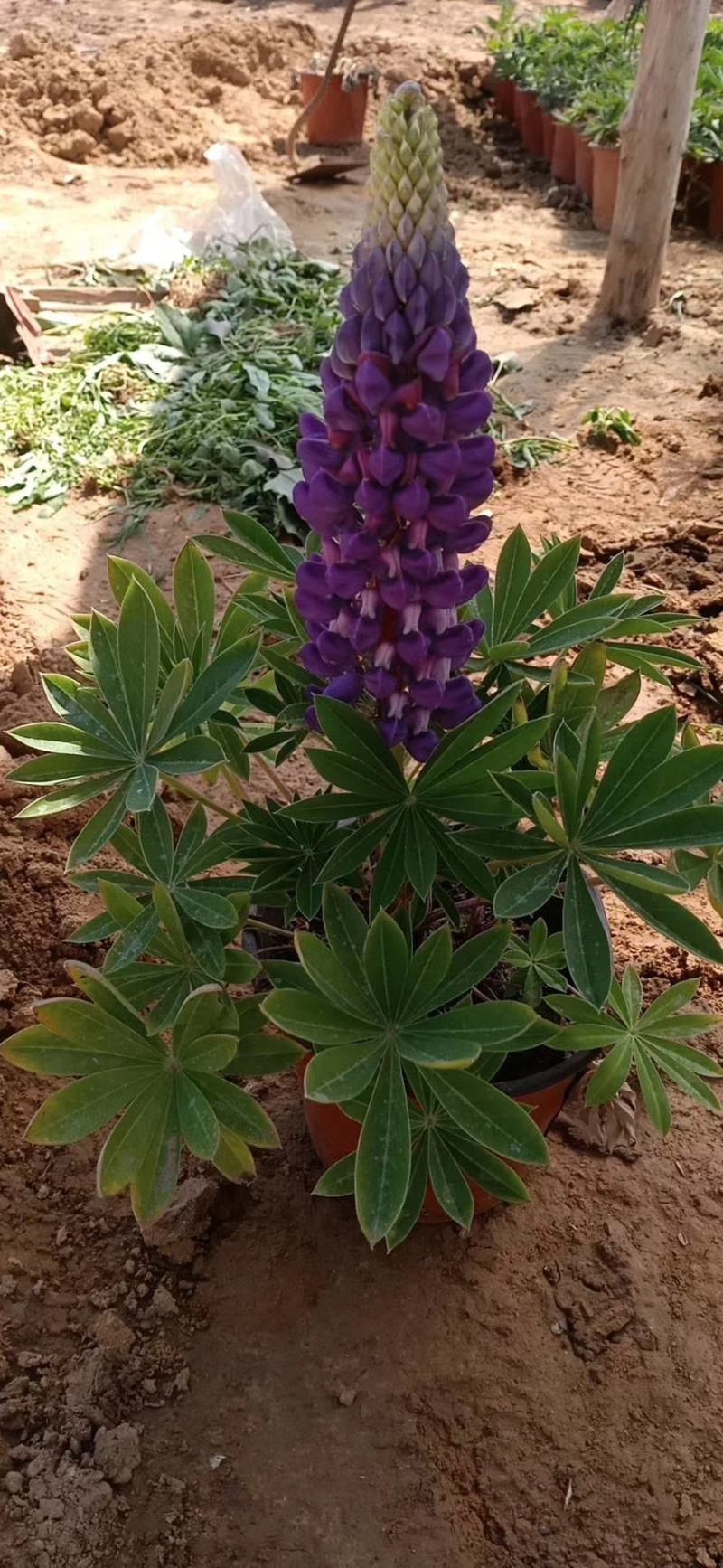 羽扇豆，羽山豆鲁冰花基地直销，常年供应各种绿化苗木