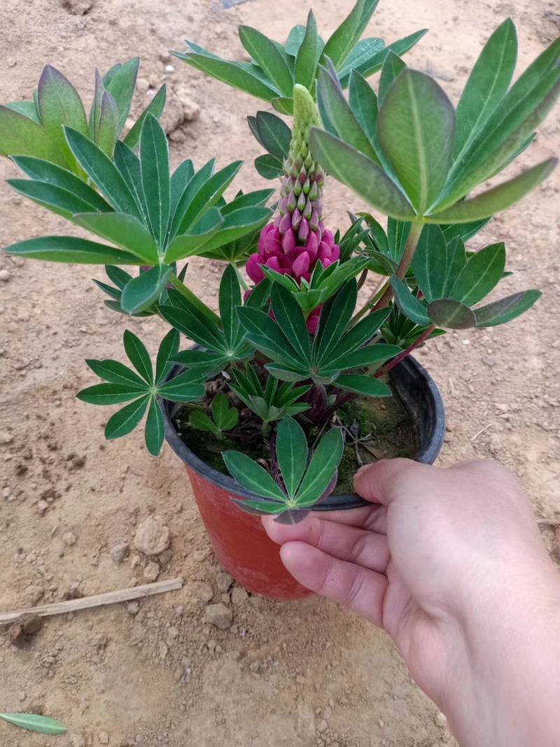羽扇豆，羽山豆鲁冰花基地直销，常年供应各种绿化苗木