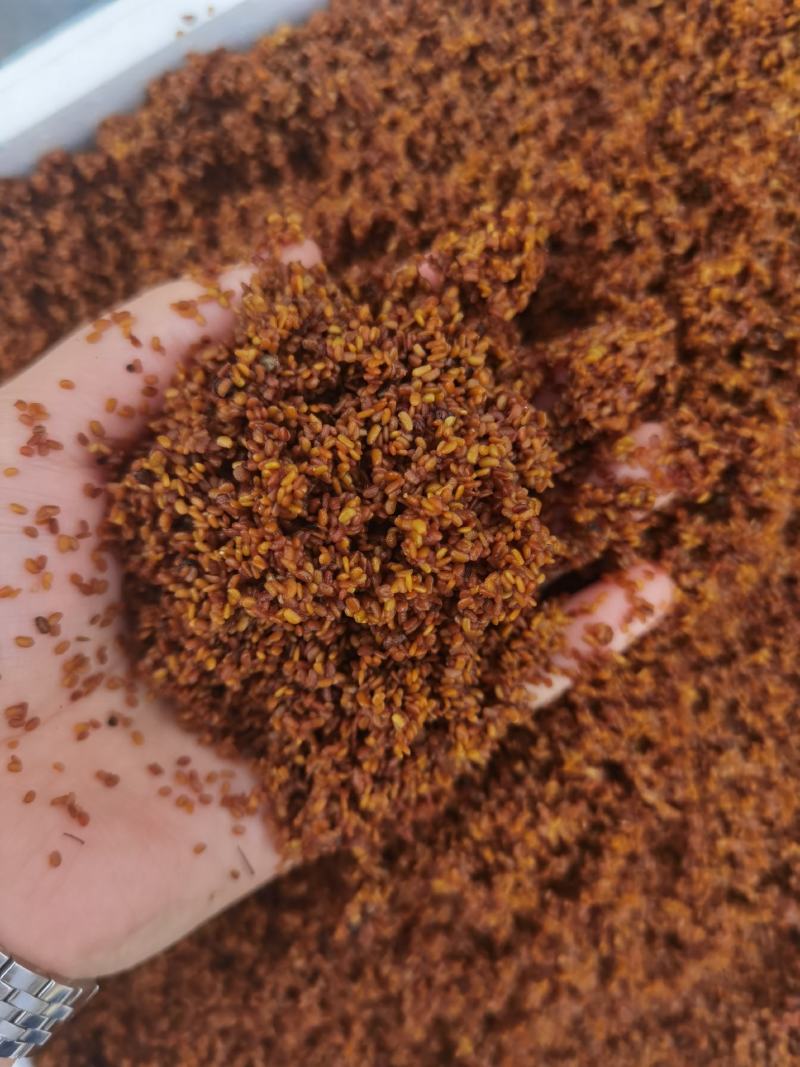 刺老包，刺嫩芽苗，成活率高，可提供栽培技术
