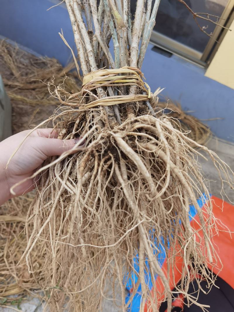 刺老包，刺嫩芽苗，成活率高，可提供栽培技术