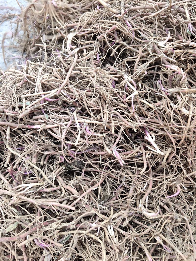 紫软一年或两年药材植物投资小效益高提供技术包回收