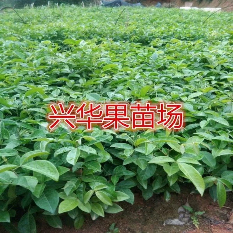 广西牛大力暑苗中小叶牛大力苗南方种植苗