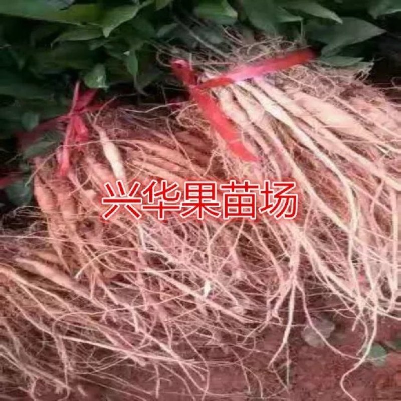 广西牛大力暑苗中小叶牛大力苗南方种植苗