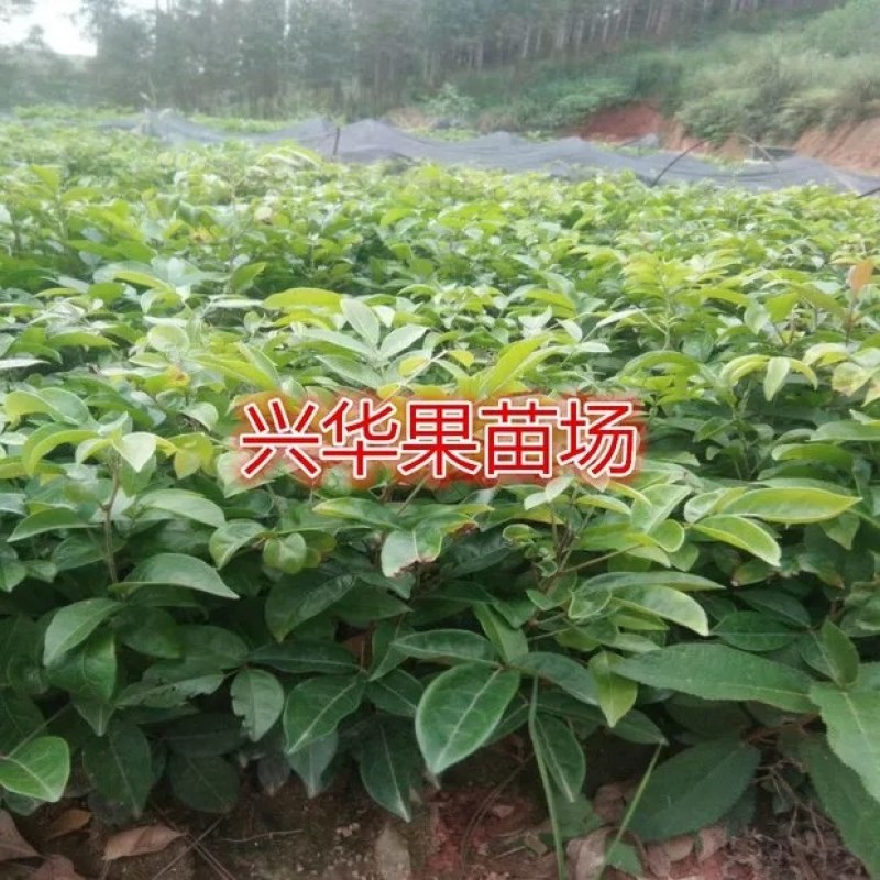 广西牛大力暑苗中小叶牛大力苗南方种植苗