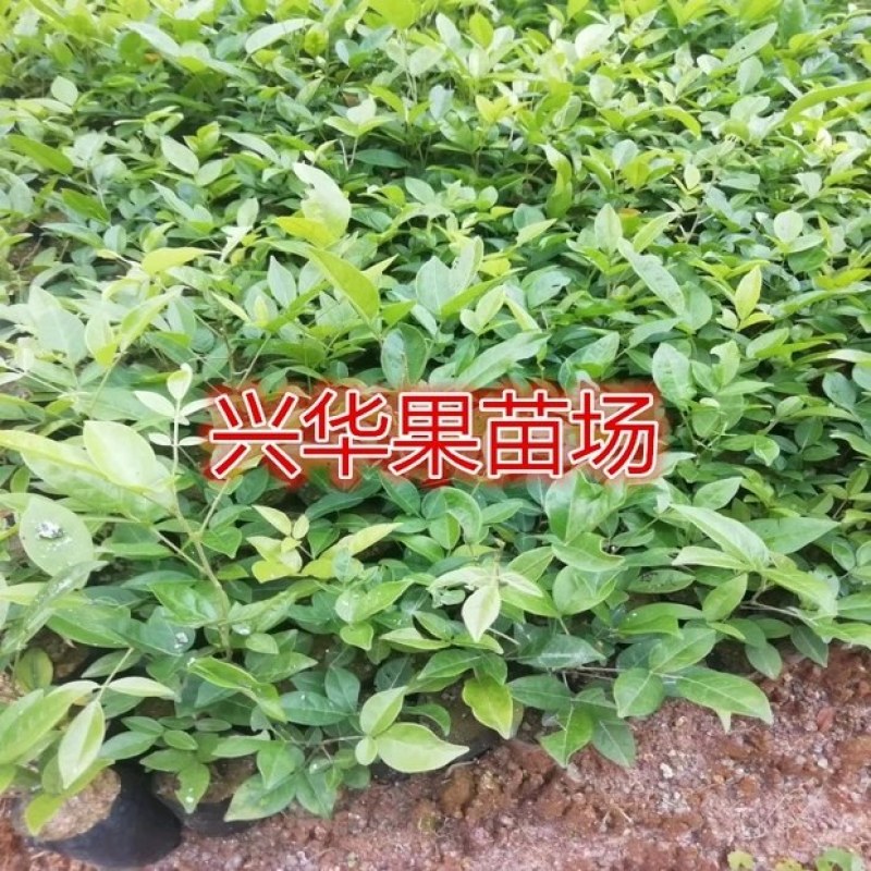 广西牛大力暑苗中小叶牛大力苗南方种植苗