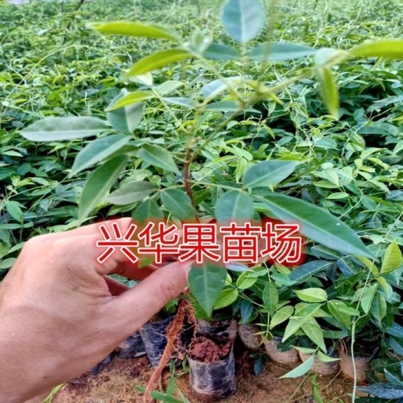 广西牛大力暑苗中小叶牛大力苗南方种植苗