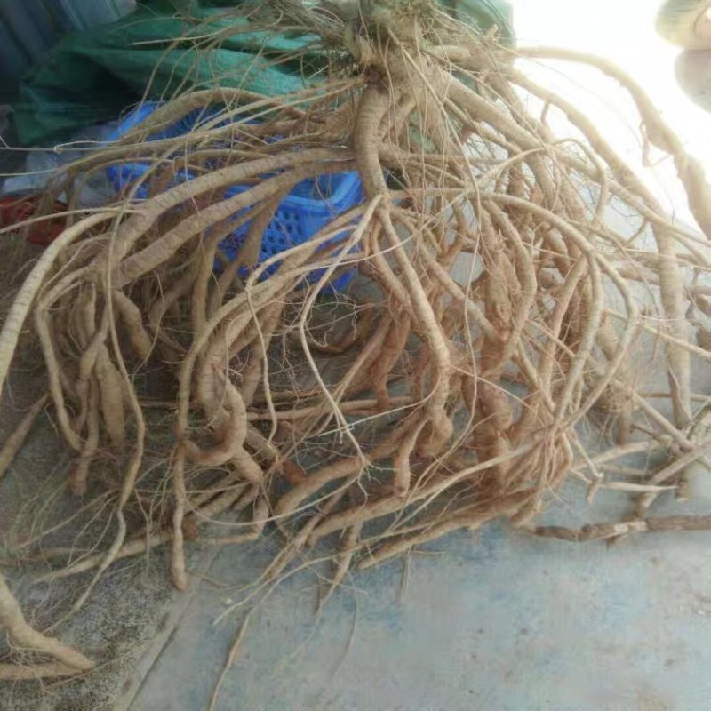 广西牛大力暑苗中小叶牛大力苗南方种植苗
