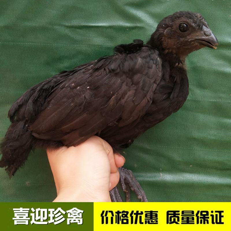 脱温五黑绿壳蛋鸡苗，养殖了35天，疫苗齐全，回家直接散养