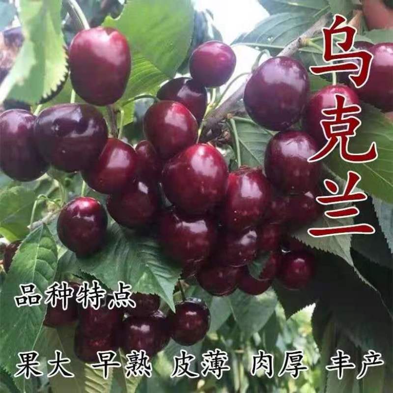【热卖】山东大樱桃苗现挖现发南北方种植包技术指导