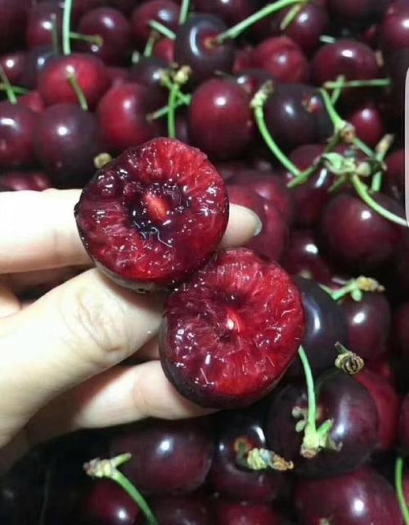 【热卖】山东大樱桃苗现挖现发南北方种植包技术指导
