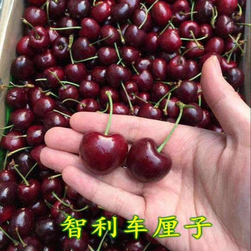 【热卖】山东大樱桃苗现挖现发南北方种植包技术指导