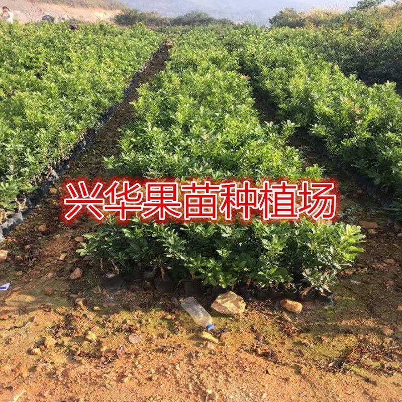 东槐东槐杨梅树苗，黑碳杨梅苗正品嫁接南北方庭院盆栽