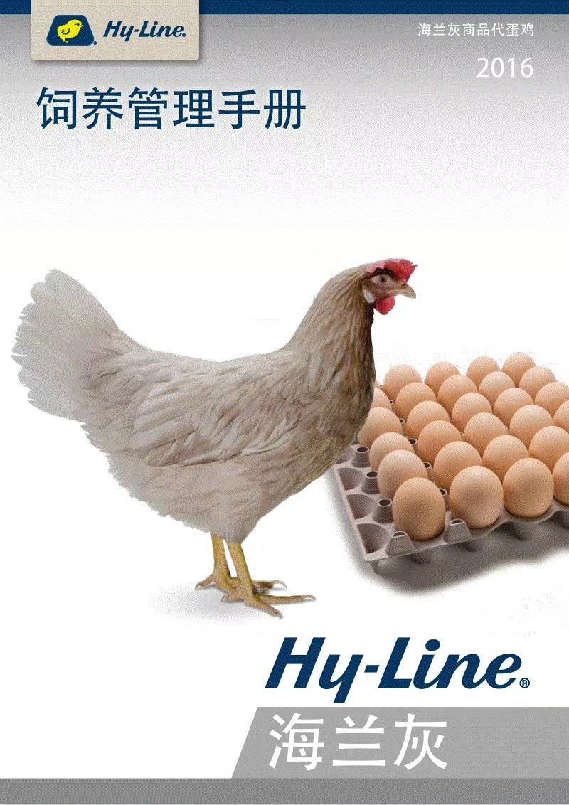 海兰灰多蛋鸡苗，年产300-320个蛋，出厂包打疫苗