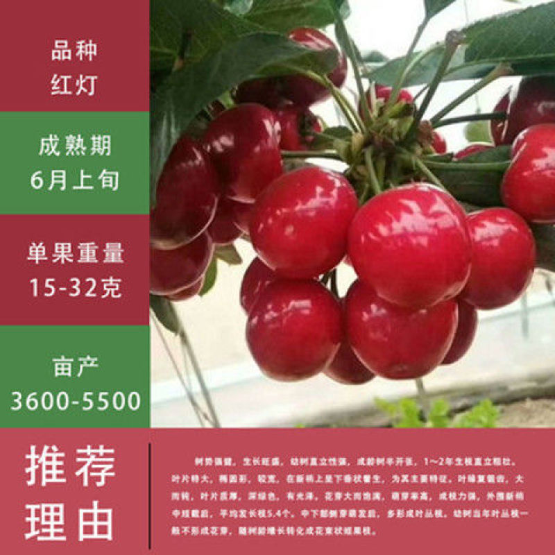 【热卖】山东大樱桃苗现挖现发南北方种植包技术指导