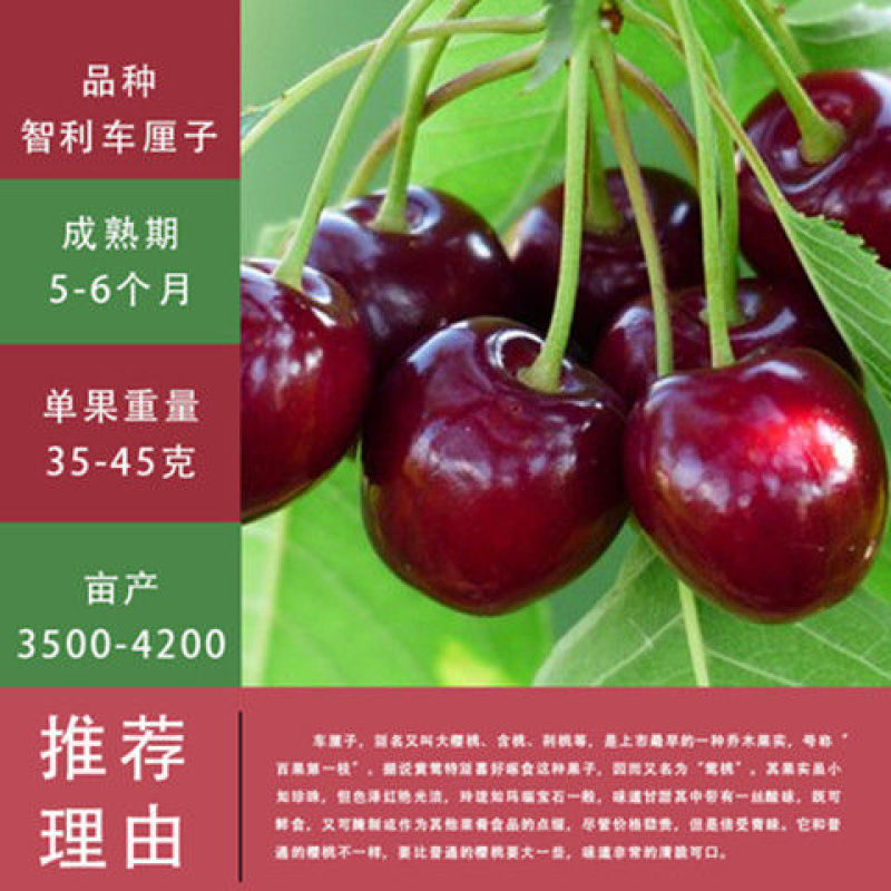 【热卖】山东大樱桃苗现挖现发南北方种植包技术指导